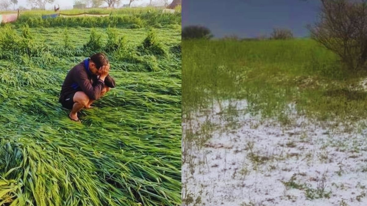 किसानों की फसल पर ओलों की मार!