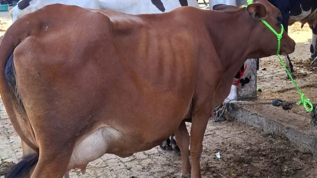 cow based products गो आधारित उत्पादों को बाजार से जोड़ने की तैयारी