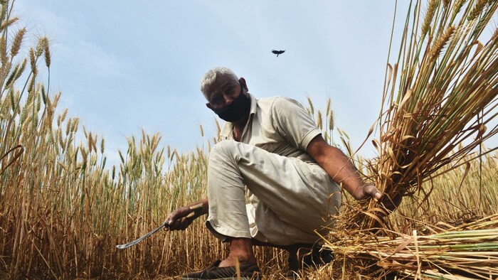 Bihar Rabi Season