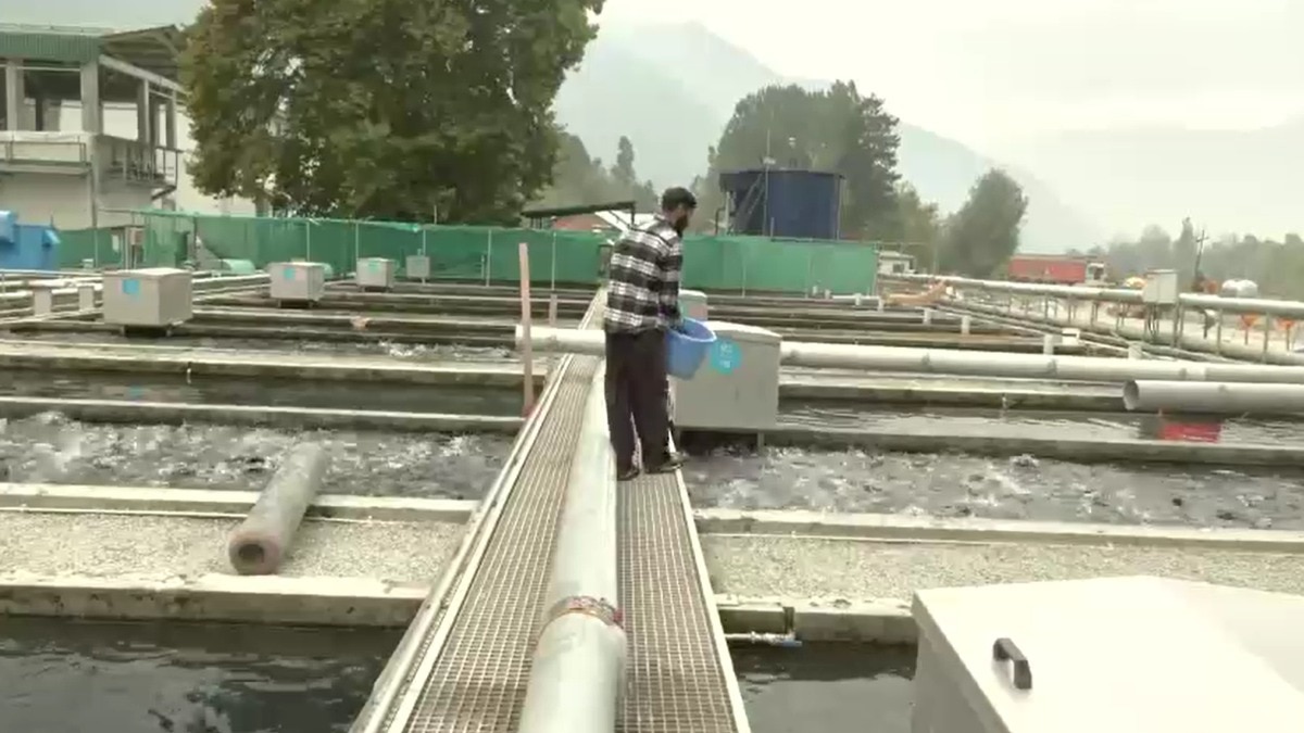 Kashmir Trout Farming