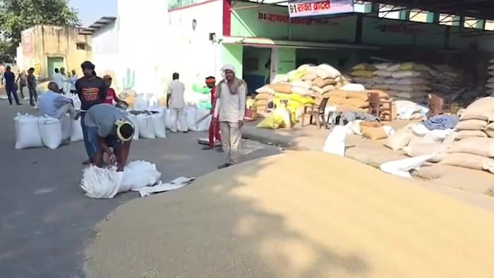 Alwar Mandi Bajra