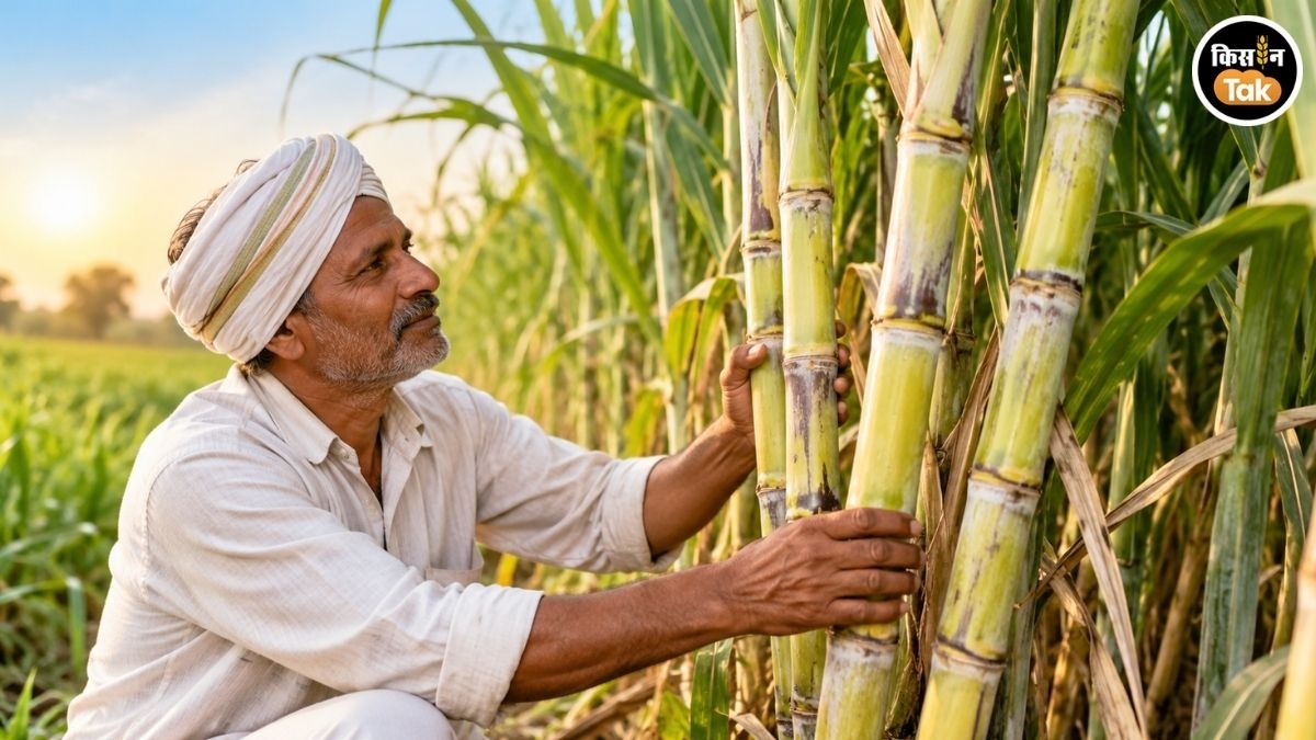 गन्ना किसानों के लिए बड़ी खबर! गन्ने के दाम से लेकर तुलाई तक की जांच करेगी सरकार, बनाई गई समिति