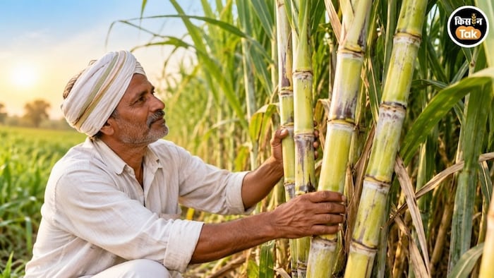 Sugarcane New Variety Online Booking
