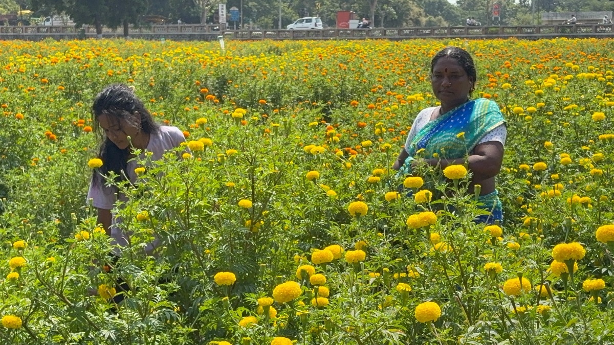 Marigold Flower Farming