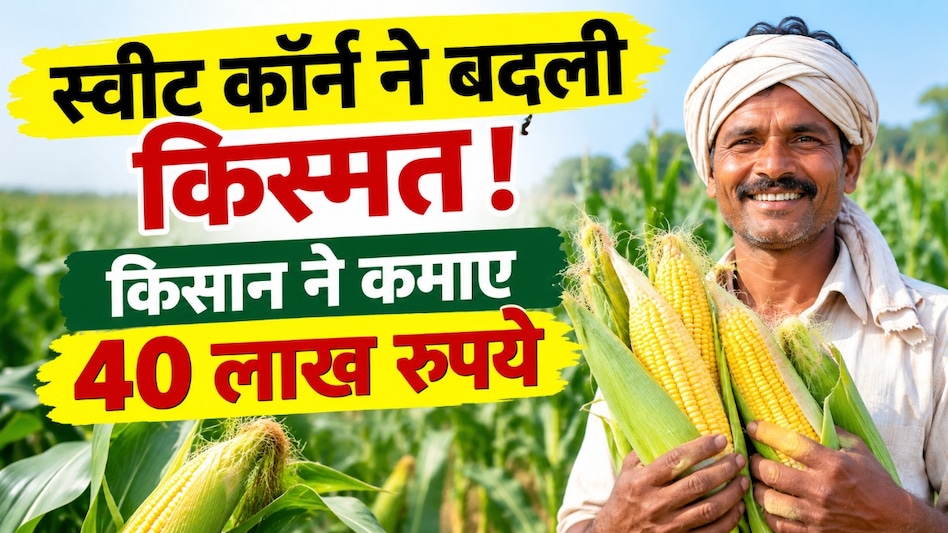पारंपरिक खेती छोड़ स्वीट कॉर्न से कमाए 40 लाख रुपये! 70 एकड़ में खेती कर गुरु पवार ने बदली अपनी किस्मत पारंपरिक खेती छोड़ स्वीट कॉर्न से कमाए 40 लाख रुपये! 70 एकड़ में खेती कर गुरु पवार ने बदली अपनी किस्मत