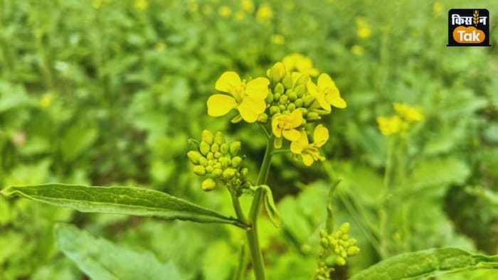 सरसों और सब्जियों पर पाले की मार
