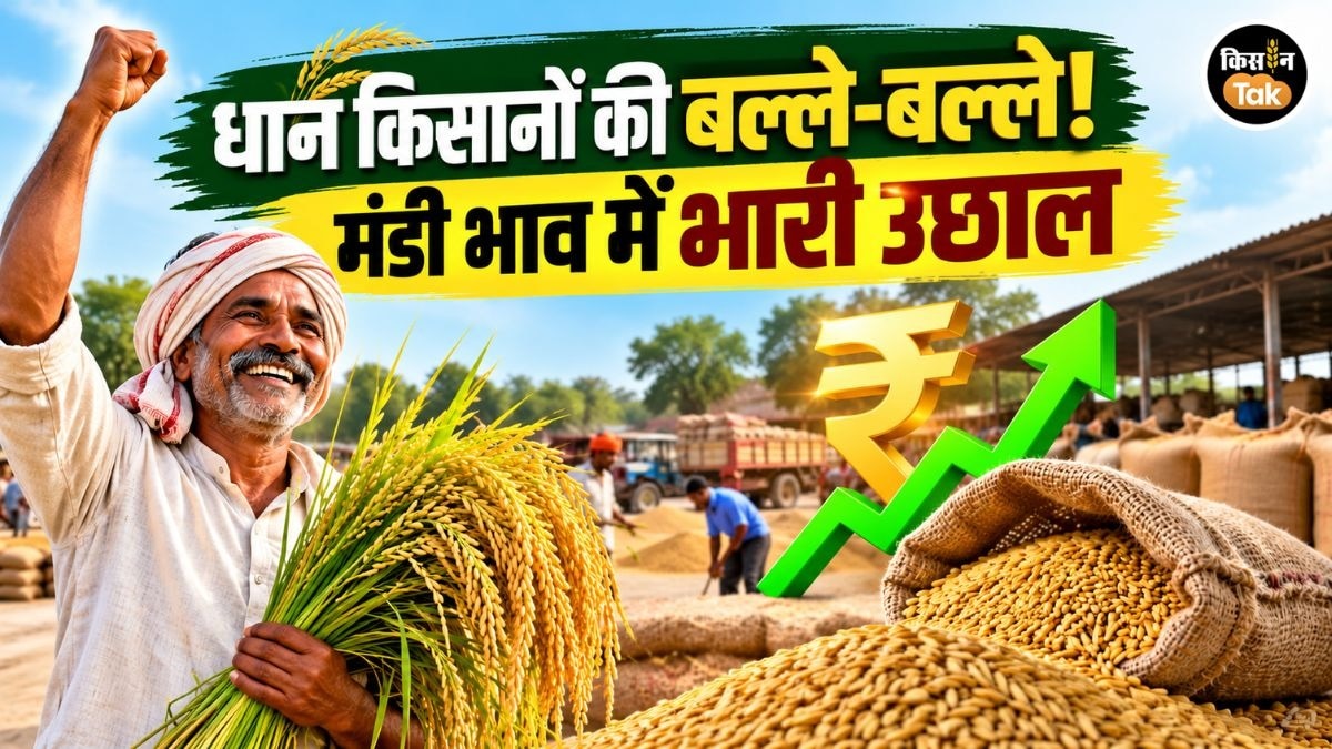 India Paddy Price Skyrocket