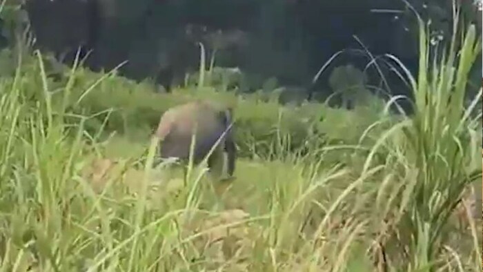 elephant damages crop in bijnor