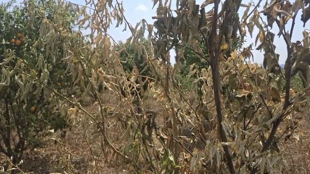 mosambi bag fruit dropping issue