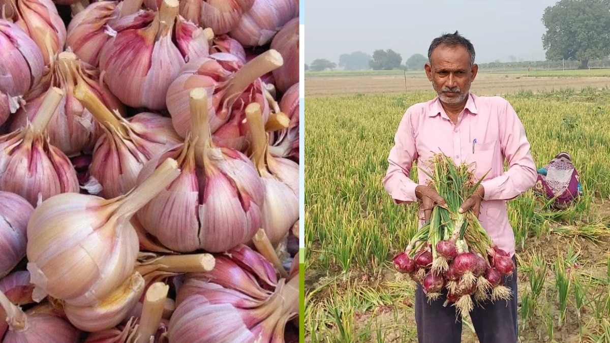 एकीकृत बागवानी विकास मिशन योजना के तहत अनुसूचित जाति के किसानों को मिलेगा लाभ