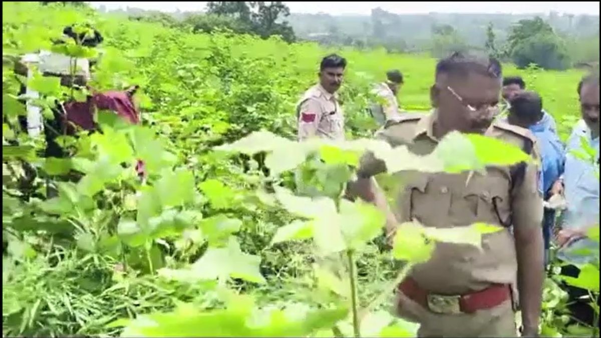 धार में गांजे की खेती पर पुलिस का बड़ा एक्शन