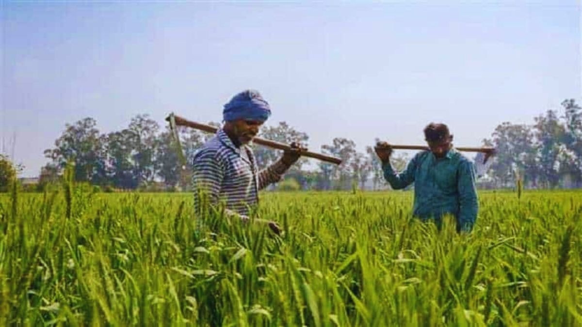 अल नीनो का डबल अटैक! खरीफ के बाद रबी पर मंडराया बड़ा संकट, गेहूं-चना-सरसों की खेती पर बढ़ा खतरा