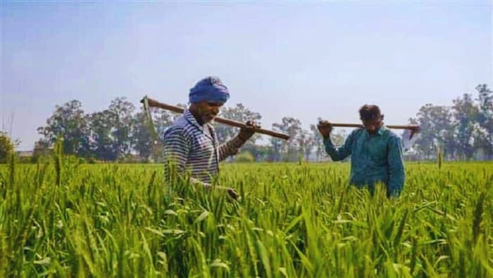 रबी की फसलों का रजिस्ट्रेशन