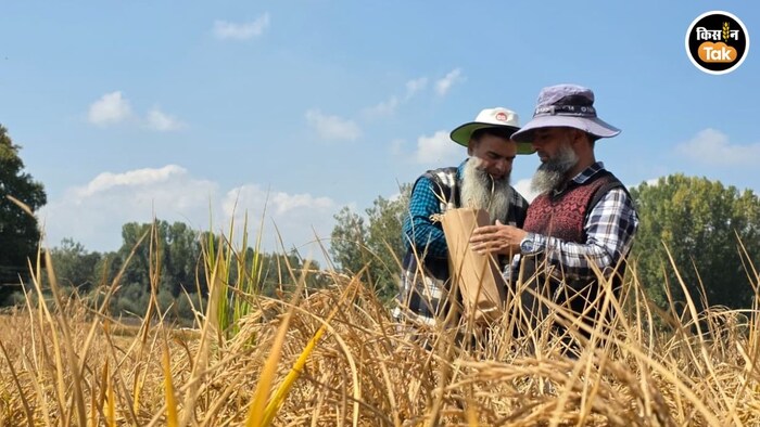 Kashmir Rice Varieties revival