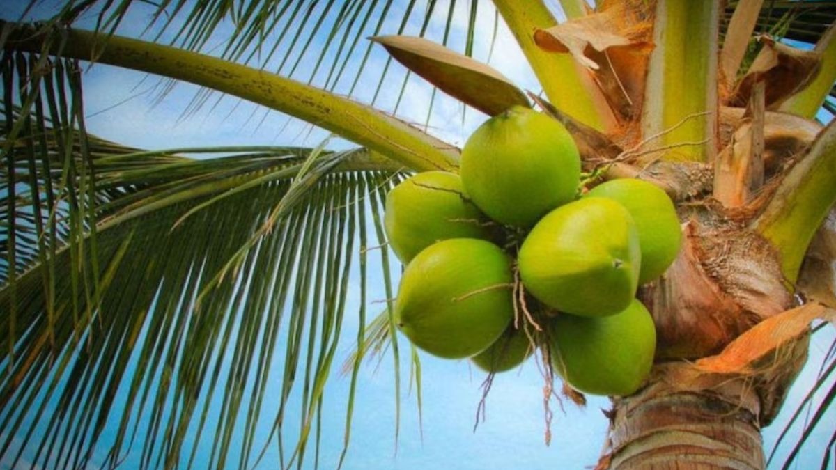 coconut price rise