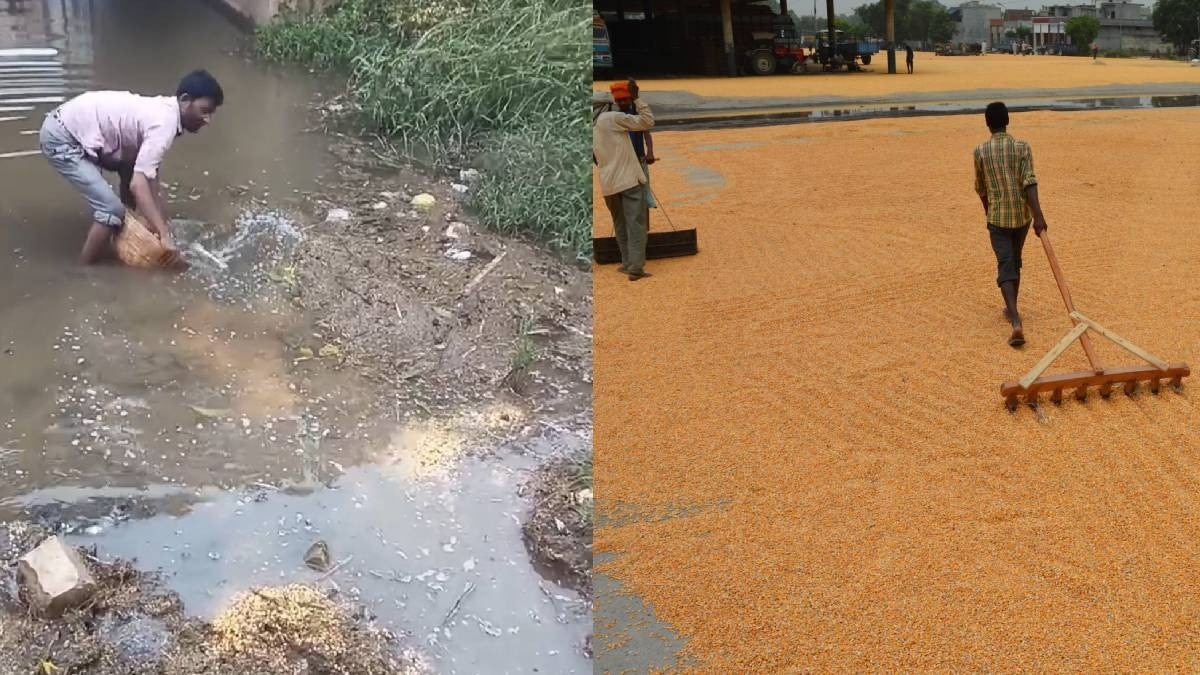 Maize Crop Loss