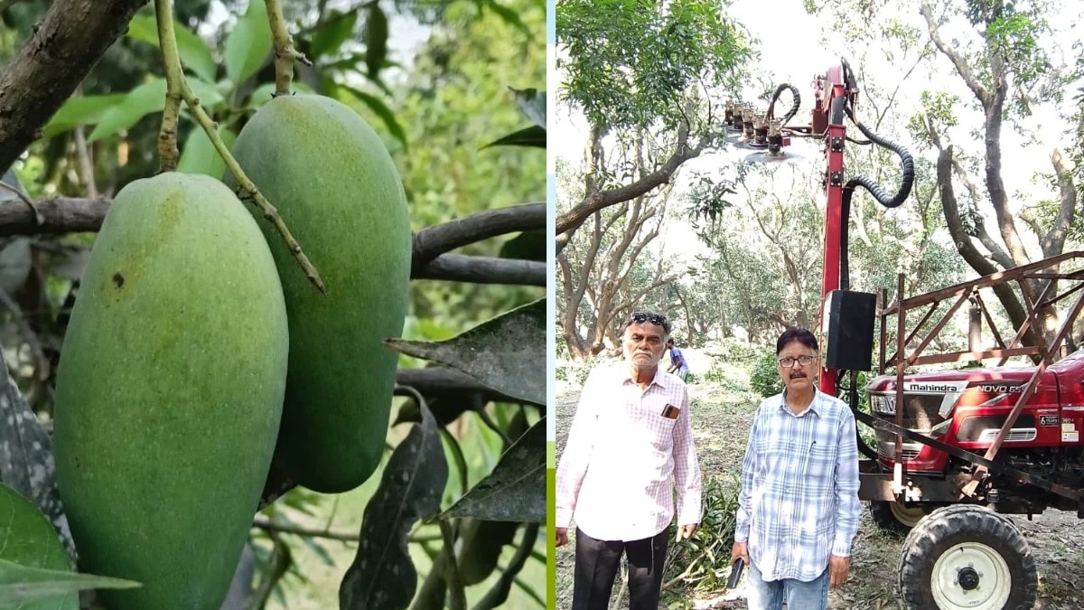 mango storyइन तकनीकों से आम की पैदावार बढ़ाने की संभावना है