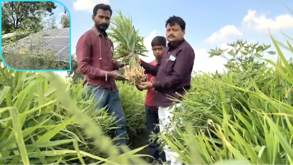 गन्ने से नहीं हुआ फायदा तो चुनी अदरक की खेती