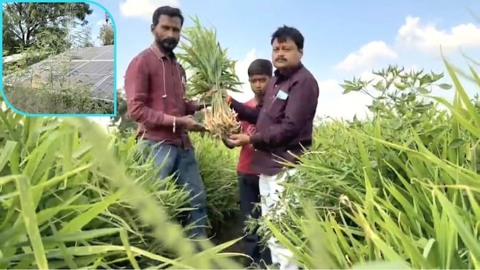 गन्ने से नहीं हुआ फायदा तो चुनी अदरक की खेती