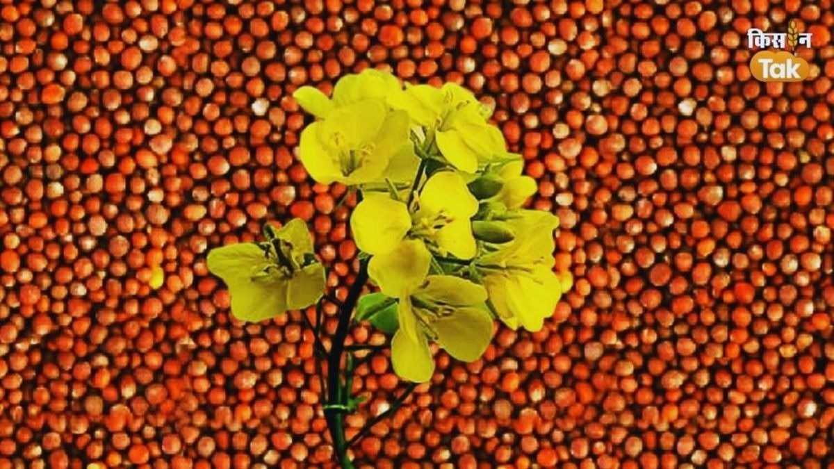 Sarso ka Mandi Bhav
