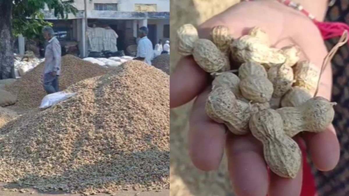 मूंगफली की बंपर आवक