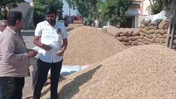 मंडी में मूंगफली की बंपर आवक