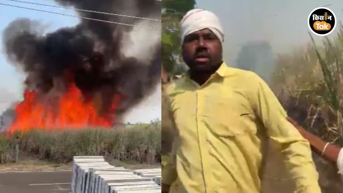Latur sugarcane Fire