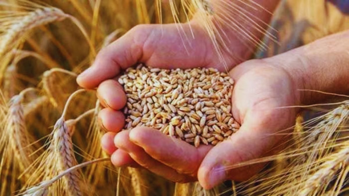 wheat seeds subsidy punjab