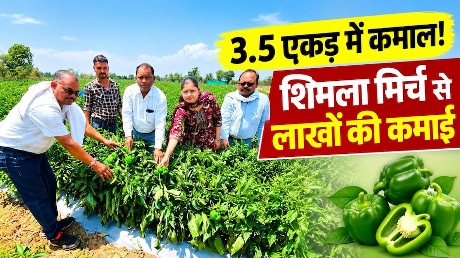 Success Story: 3.5 एकड़ में शिमला मिर्च की खेती, 8 टन उत्पादन से किसान ने कमाया ₹9.75 लाख का मुनाफा! Success Story: 3.5 एकड़ में शिमला मिर्च की खेती, 8 टन उत्पादन से किसान ने कमाया ₹9.75 लाख का मुनाफा!