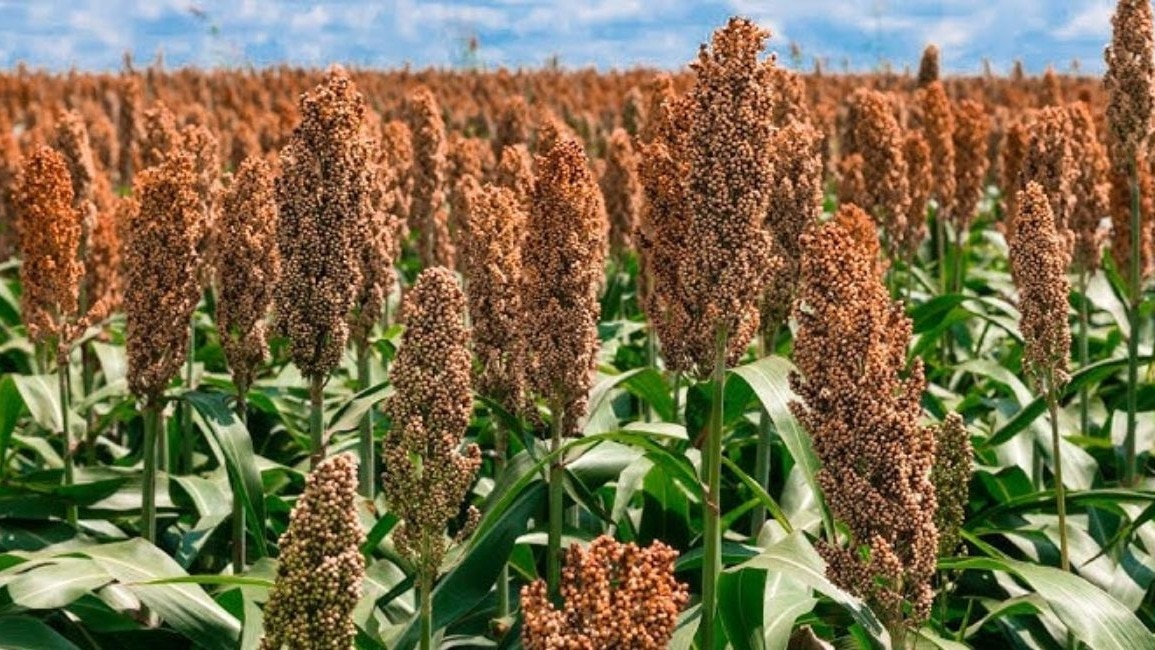 Millets Fodder crop scheme latur