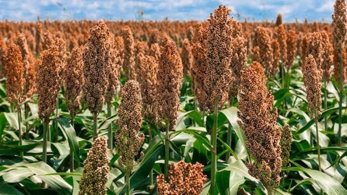 Millets Fodder crop scheme latur