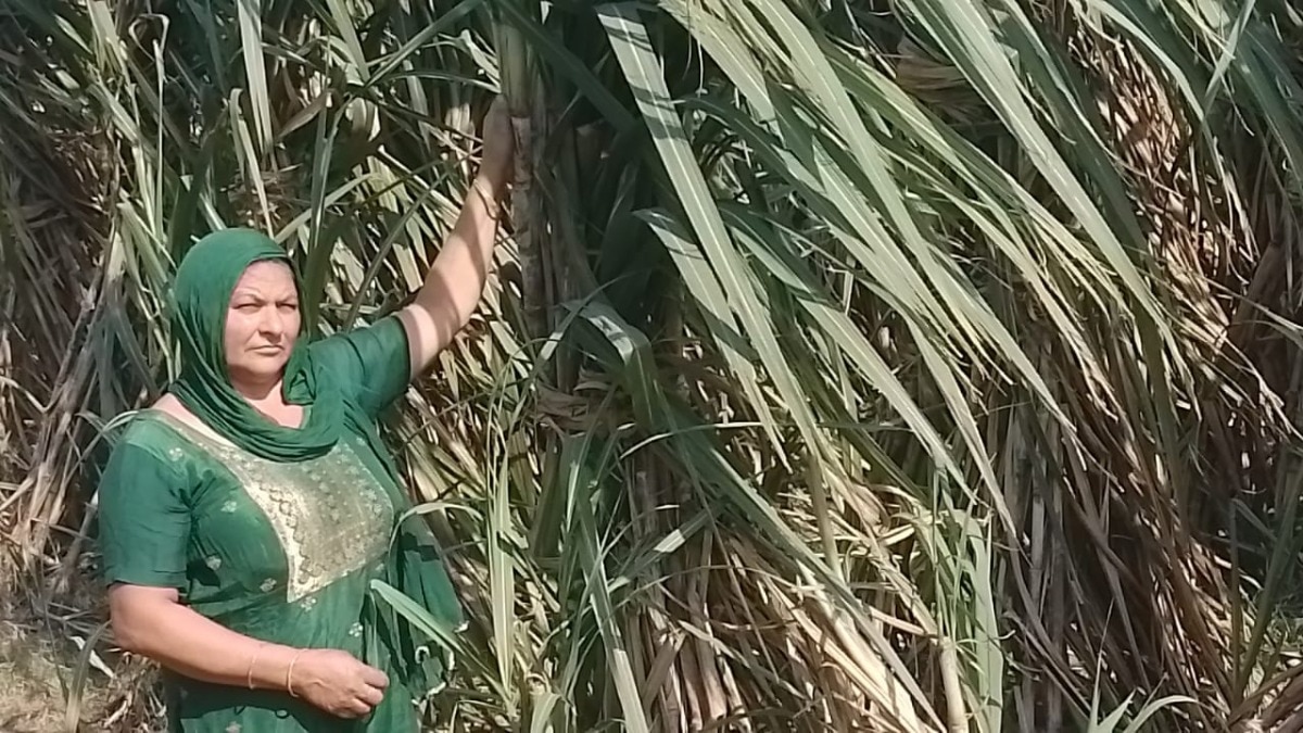  गन्ने की खेती से परिवार संभाल रहीं नीलम मलिक