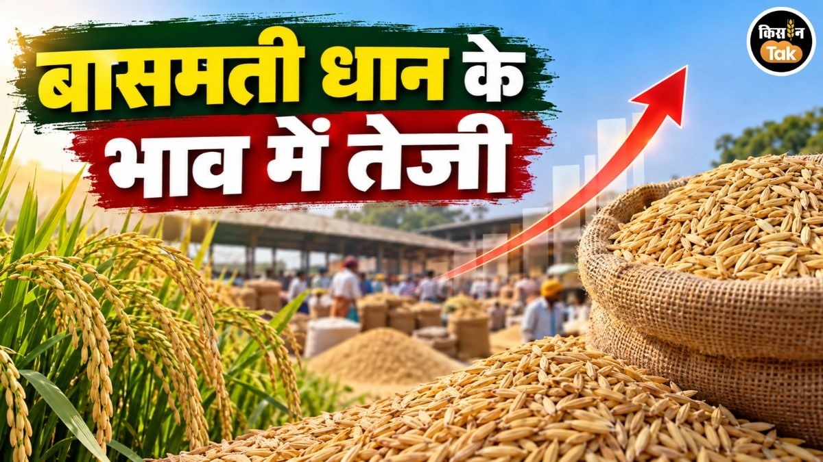 Basmati Price: बासमती धान के भाव में जबरदस्‍त उछाल, सालभर में इतने बढ़े दाम, जानें अलग-अलग किस्‍मों का हाल