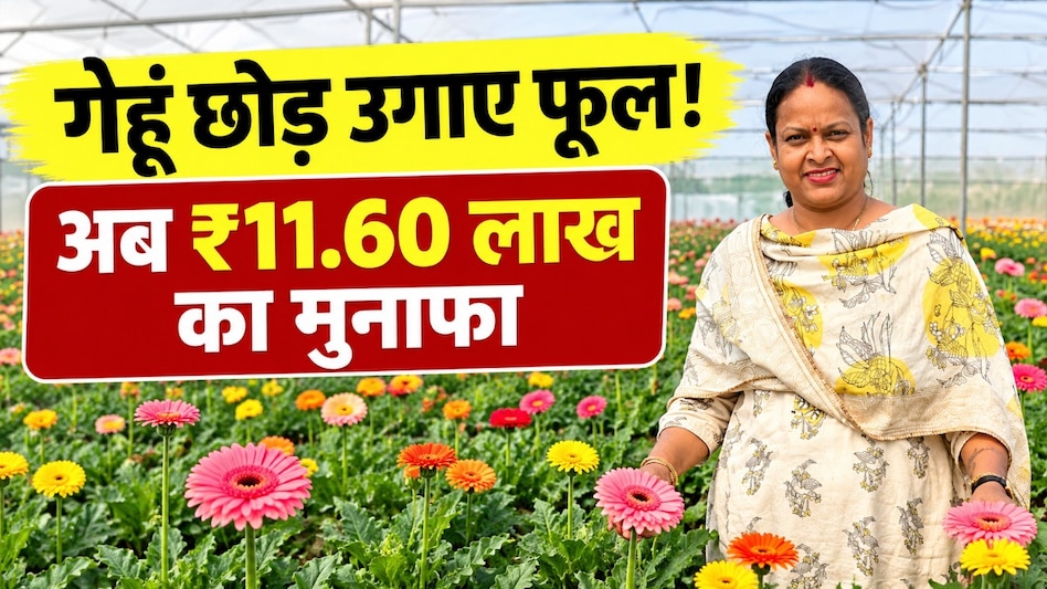 MP की सीमा मेहता ने गेहूं छोड़ पॉलीहाउस में उगाए जरबेरा के फूल, अब सालाना ₹11.60 लाख का मुनाफा MP की सीमा मेहता ने गेहूं छोड़ पॉलीहाउस में उगाए जरबेरा के फूल, अब सालाना ₹11.60 लाख का मुनाफा