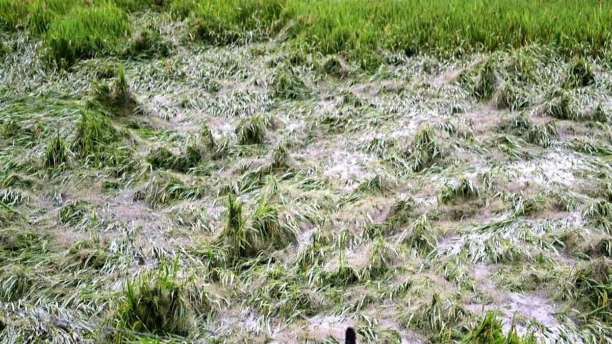 धान की फसल बर्बाद