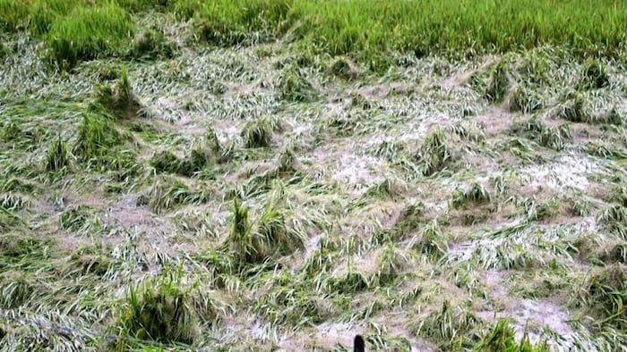 धान की फसल बर्बाद