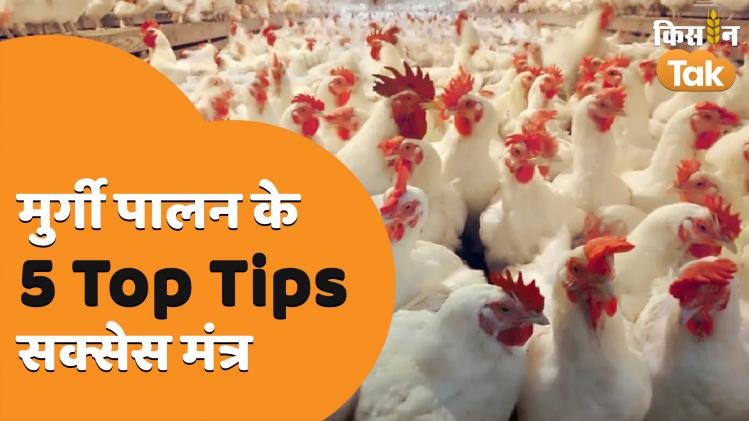 Layer Poultry Farming शुरू करना चाहते हैं तो देखें ये वीडियो, मिलेगी सारी जानकारी