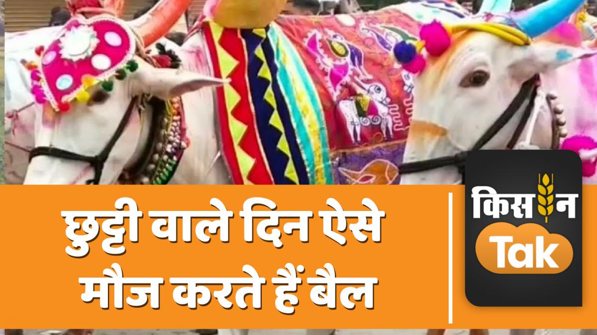 यहां बैलों की होती है 1 दिन की छुट्टी ...