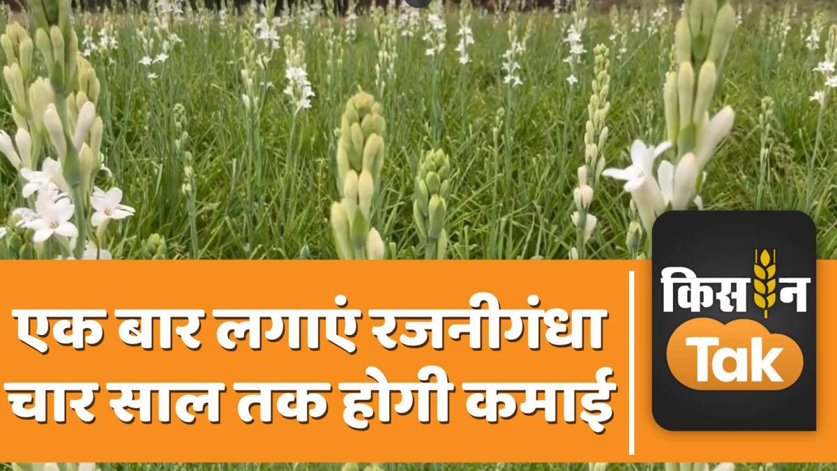 रजनीगंधा फूल की खेती से ये किसान कर रहा मोटी कमाई, देखें वीडियो