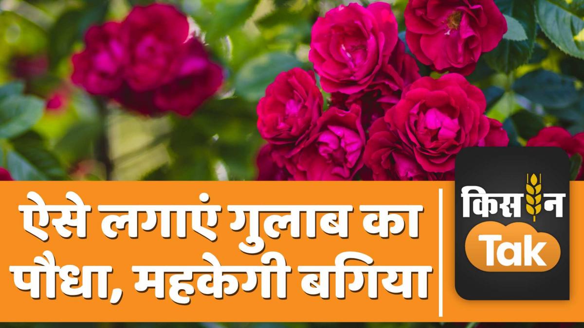 ऐसे तैयार करें गुलाब का पौधा, खूब आएंगे फूल, देखें वीडियो