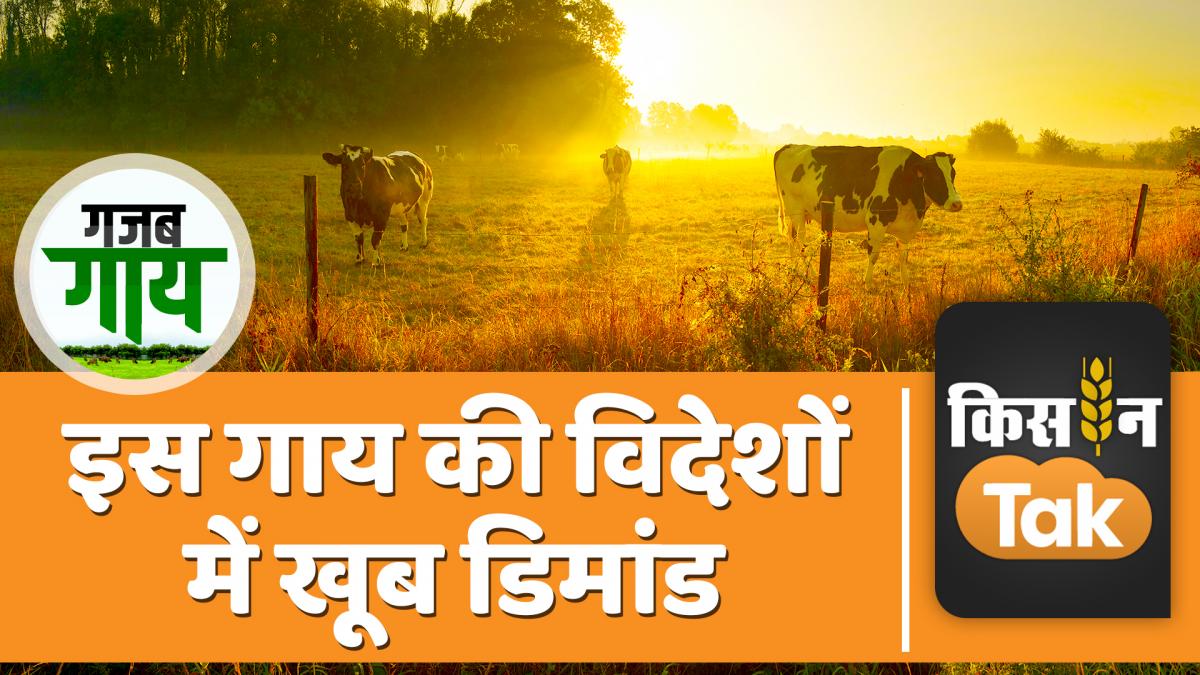Red Sindhi Cow: इस गाय का पाकिस्तान से है तालुक, किसानों के लिए है फायदे का सौदा, देखें Video -