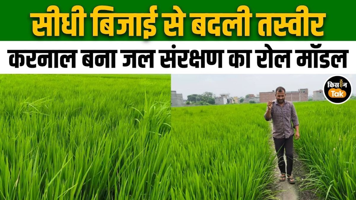 धान की सीधी बिजाई