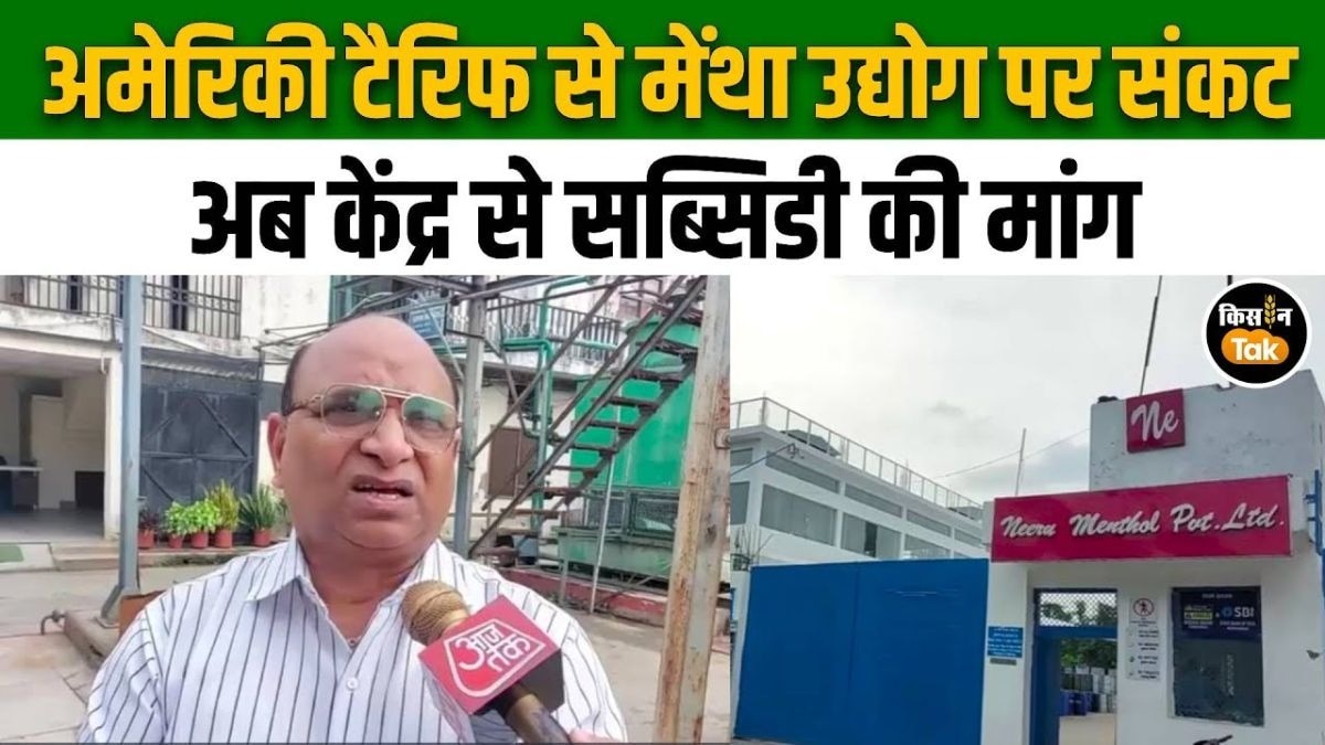 मेंथा उद्योग को बड़ा नुकसान