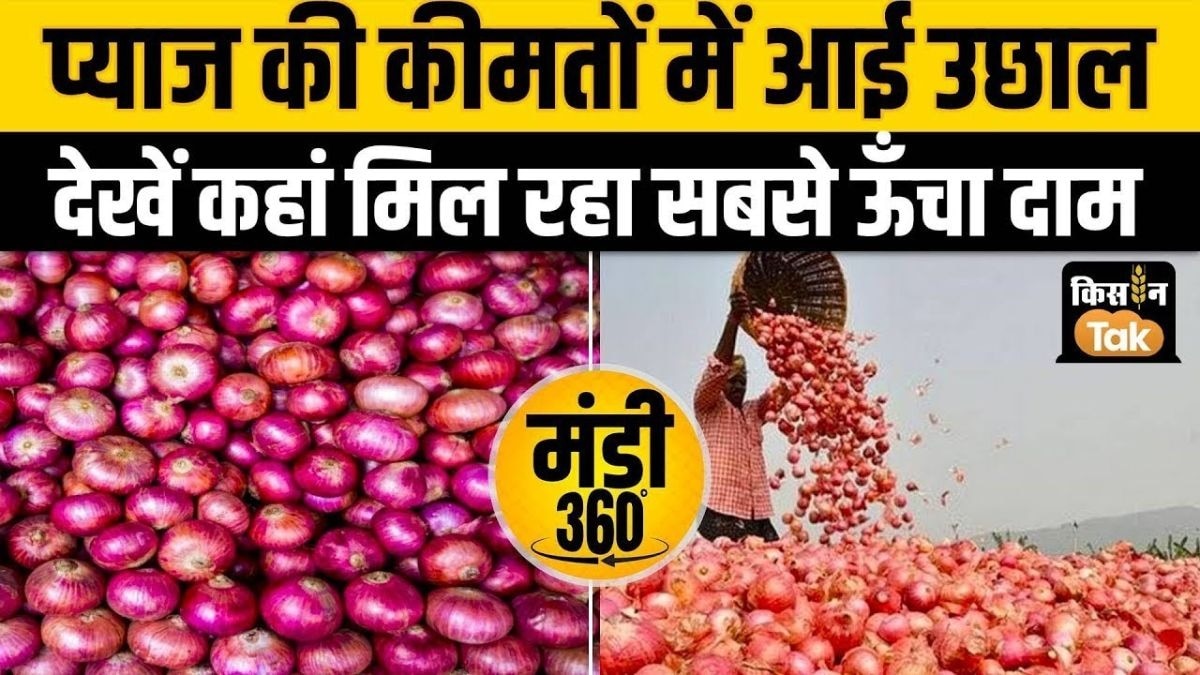 आज कहां मिल रहा प्याज का सबसे ज्यादा दाम? देखें ताजा मंडी भाव