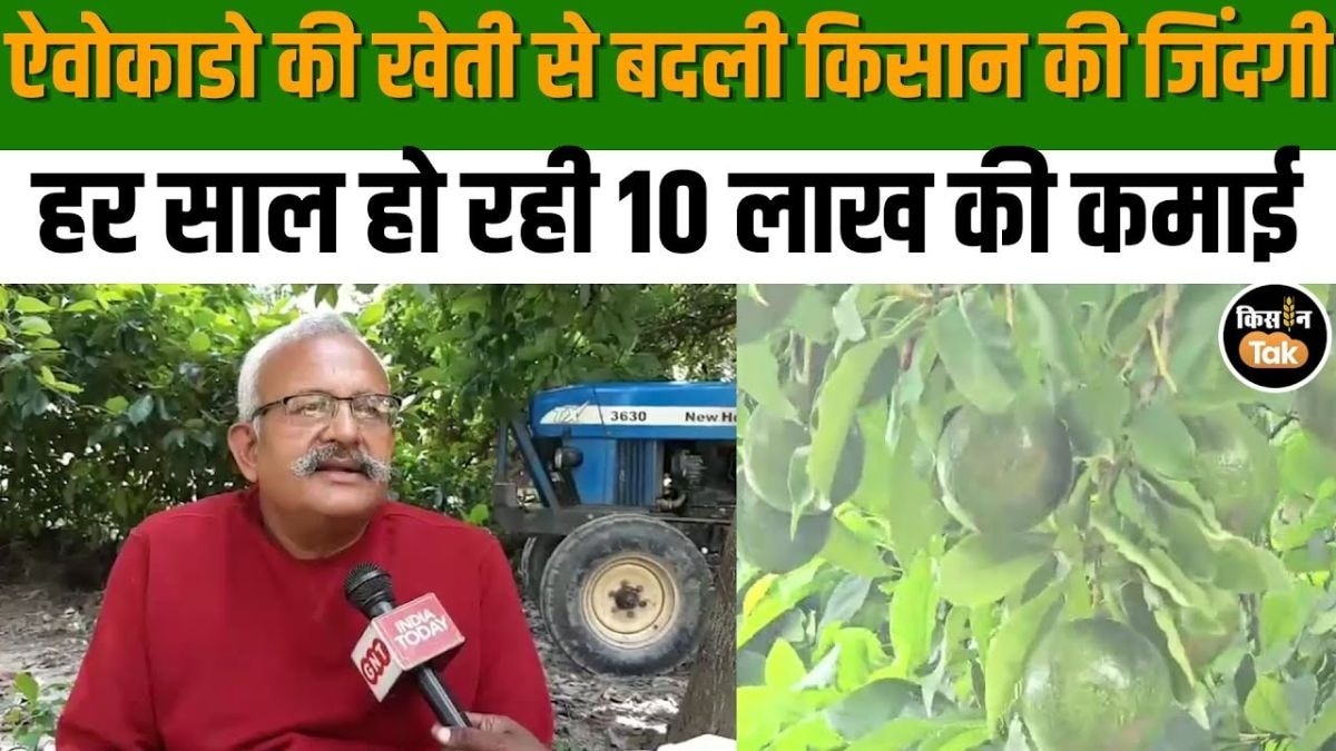 ऐवोकाडो की खेती