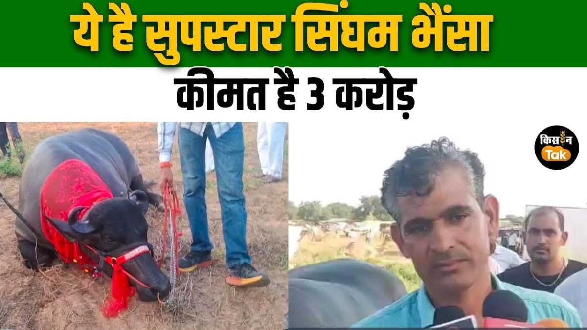 भैंसा बना पशु मेले की शान