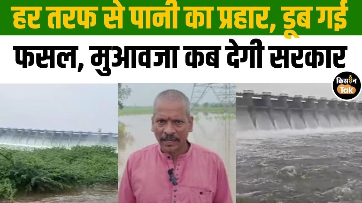 भारी बारिश से बर्बाद हुई फसल