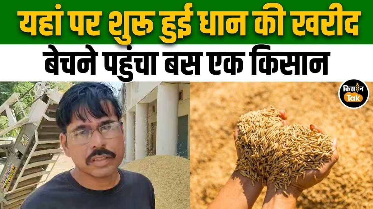 धान की सरकारी खरीद शुरू