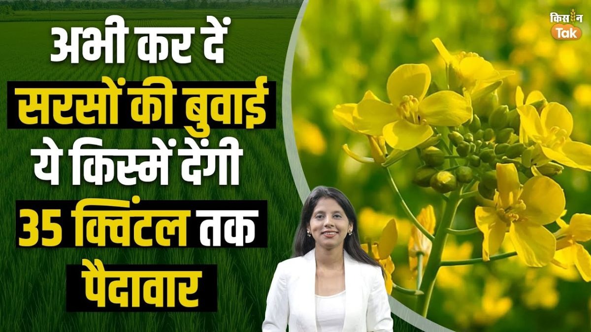 सरसों की अगेती बुवाई