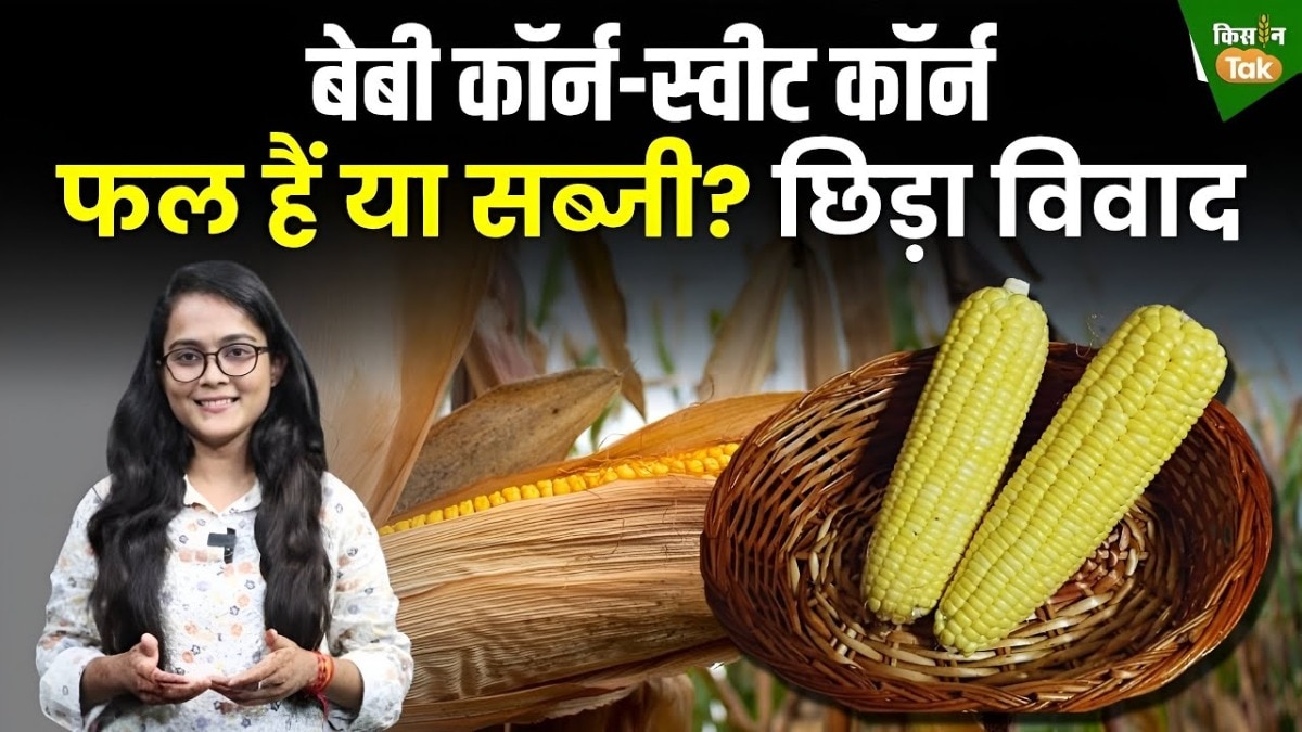 बेबी कॉर्न और स्वीट कॉर्न